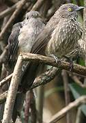 Arrow-marked Babbler