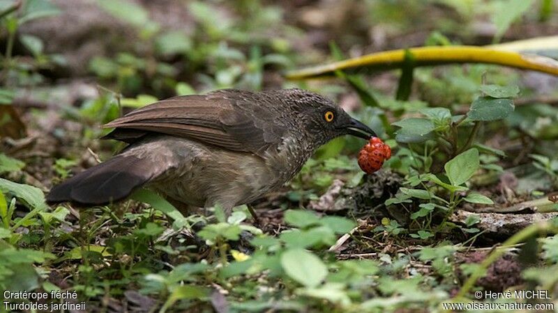 Arrow-marked Babbleradult