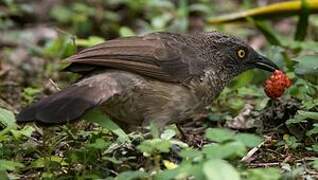 Arrow-marked Babbler