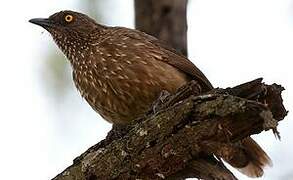 Arrow-marked Babbler