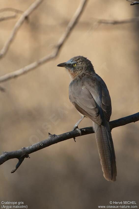 Large Grey Babbler