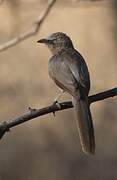 Large Grey Babbler