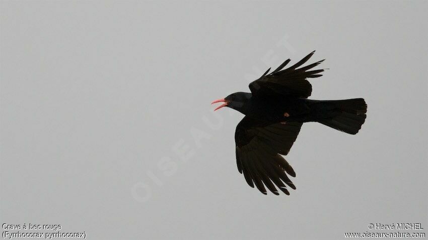 Red-billed Choughadult