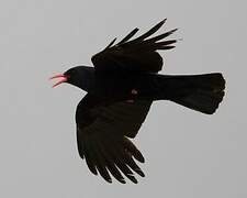 Red-billed Chough