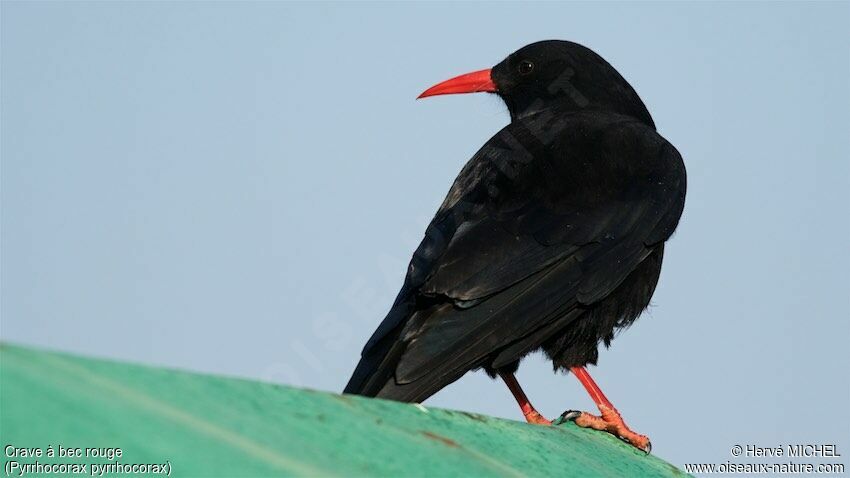 Red-billed Choughadult