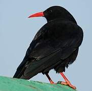 Red-billed Chough