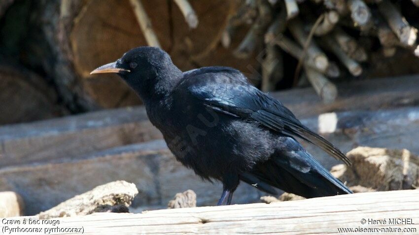 Red-billed Choughjuvenile