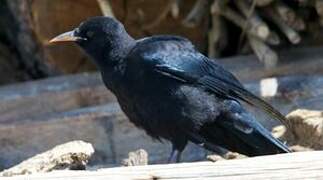 Red-billed Chough