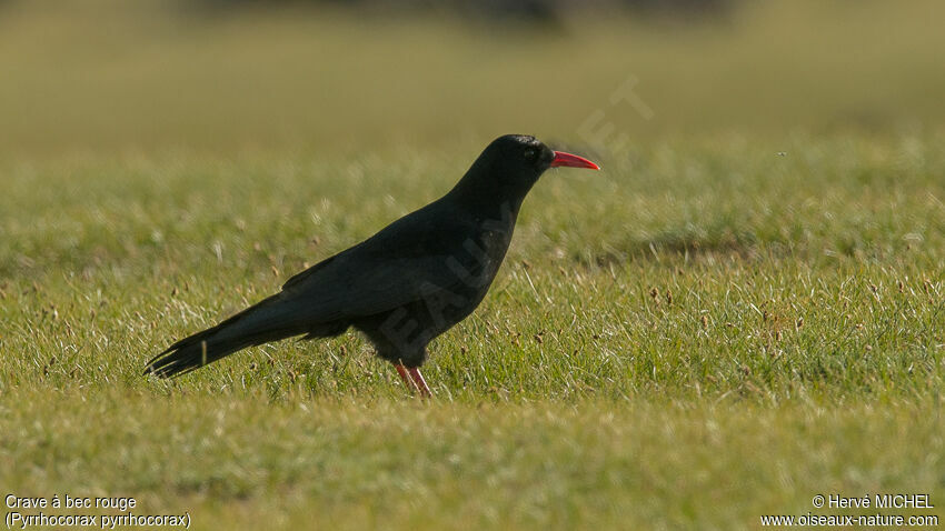 Red-billed Choughadult