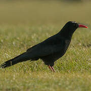 Red-billed Chough