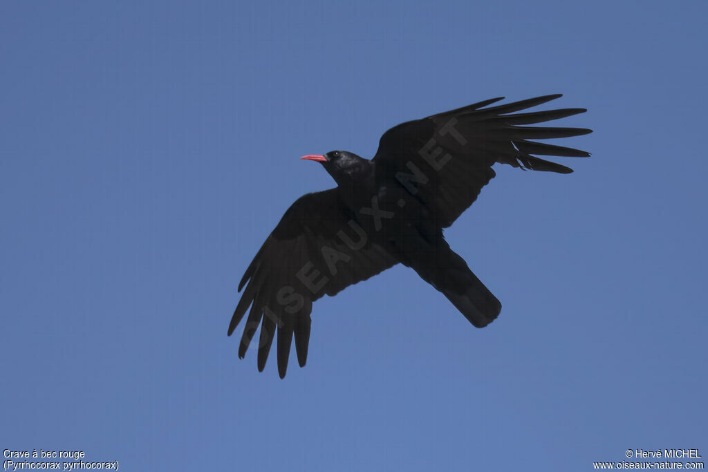 Red-billed Choughadult