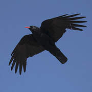 Red-billed Chough