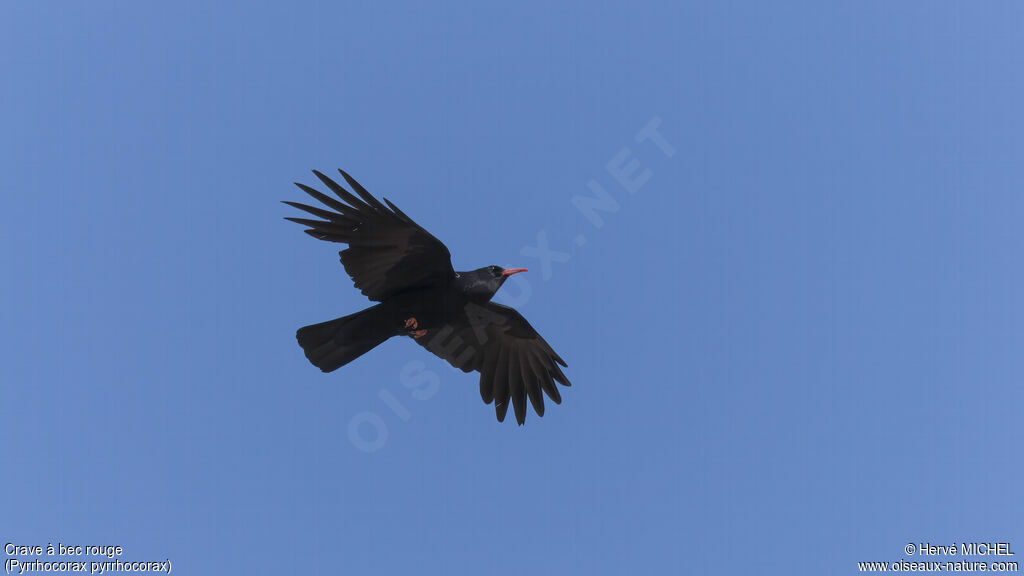 Red-billed Choughadult