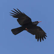 Red-billed Chough