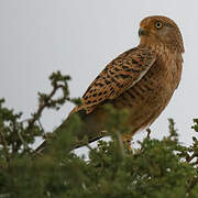 Greater Kestrel