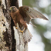 Malagasy Kestrel