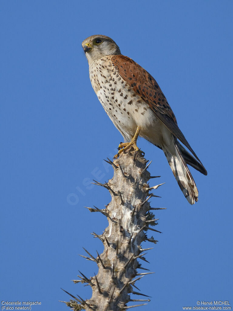 Malagasy Kestrel