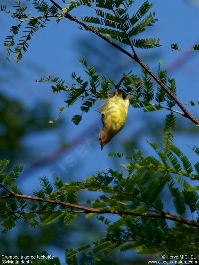 Lemon-bellied Crombec