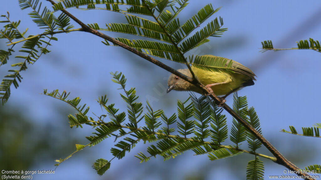 Lemon-bellied Crombec