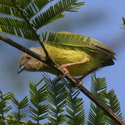 Lemon-bellied Crombec