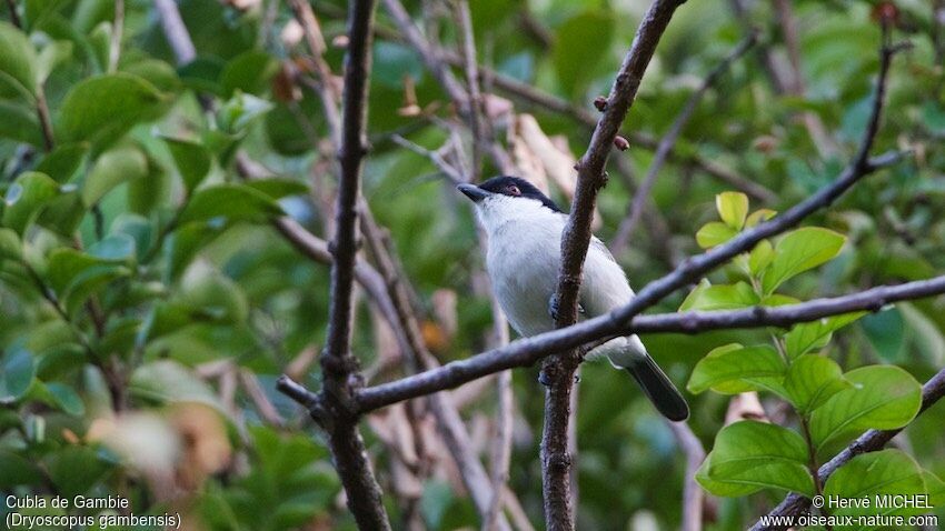 Northern Puffback