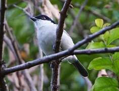 Northern Puffback