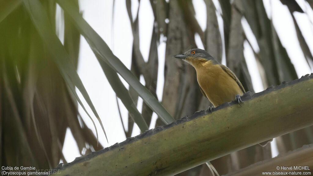 Northern Puffback