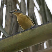 Northern Puffback