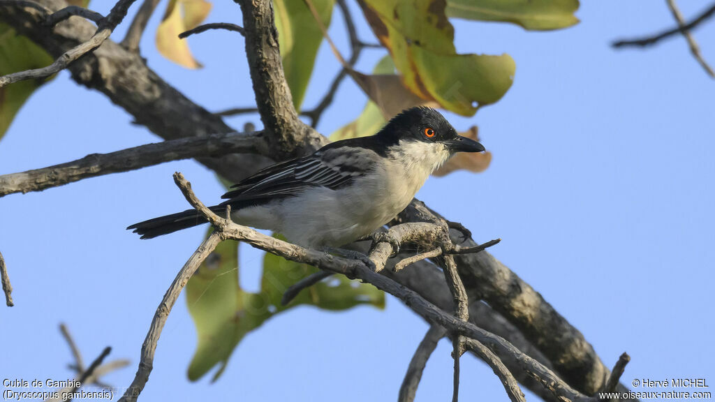 Northern Puffback male adult