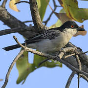 Northern Puffback