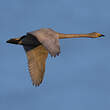 Cygne chanteur