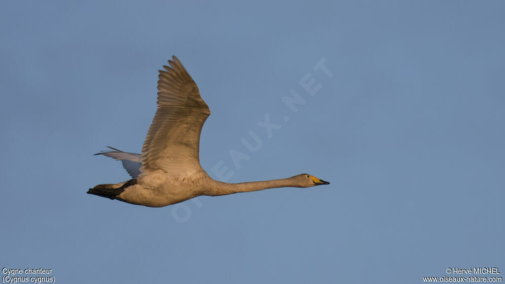 Whooper Swan