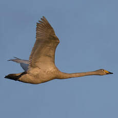 Cygne chanteur