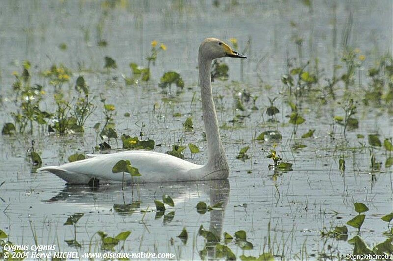 Whooper Swan