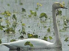 Whooper Swan