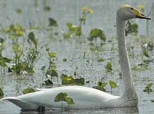 Cygne chanteur