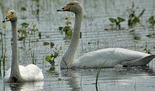 Cygne chanteur