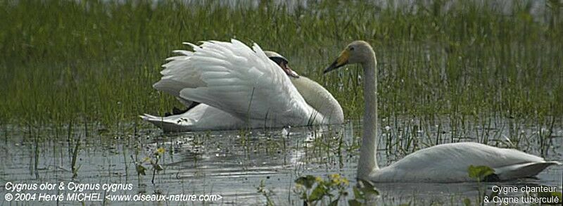 Cygne chanteur