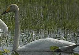 Cygne chanteur