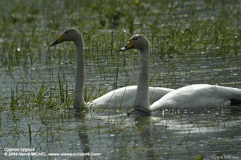 Whooper Swan