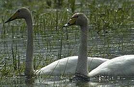 Cygne chanteur