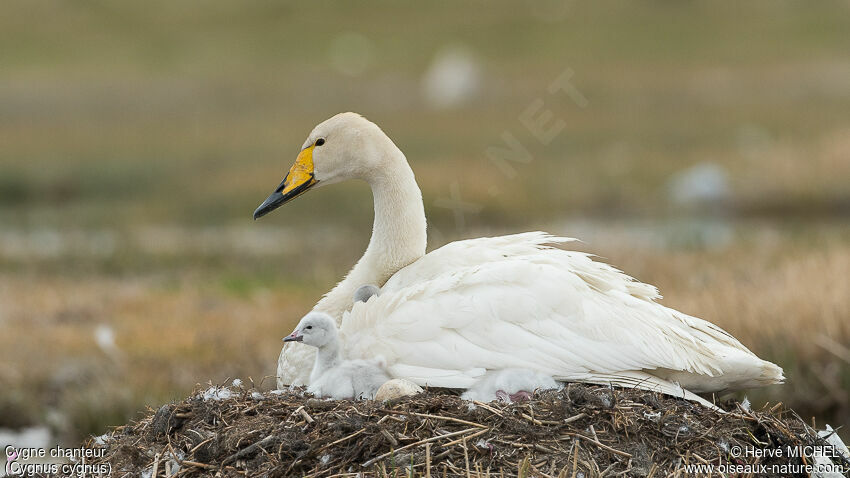 Cygne chanteur