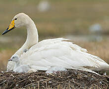 Whooper Swan