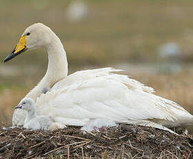 Cygne chanteur