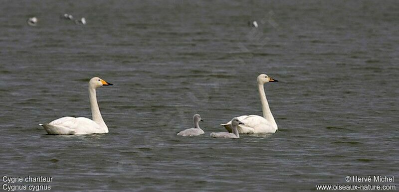 Whooper Swan