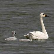 Whooper Swan