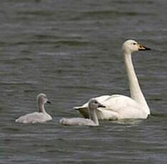 Cygne chanteur