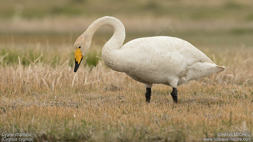 Cygne chanteuradulte