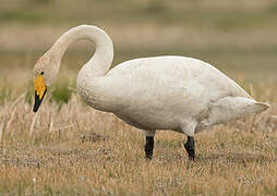 Whooper Swan