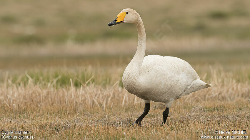 Cygne chanteuradulte